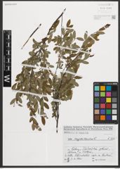 Foto von Salix myrtilloides L.